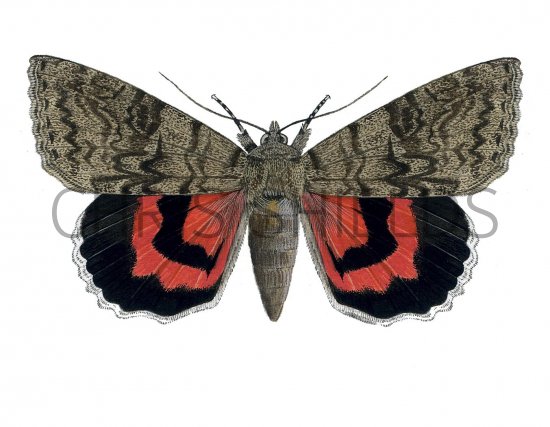 Illustration of Red Underwing (Catocala nupta) (#2468)