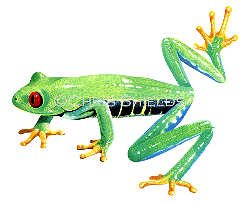 Illustration of Red-eyed Tree frog (Agalychnis callidryas) (#1089)