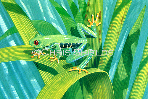 Illustration of Red-eyed Tree frog (Agalychnis callidryas) (#1088)
