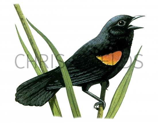 Illustration of Red-winged Blackbird (Agelaius phoeniceus) (#1398)