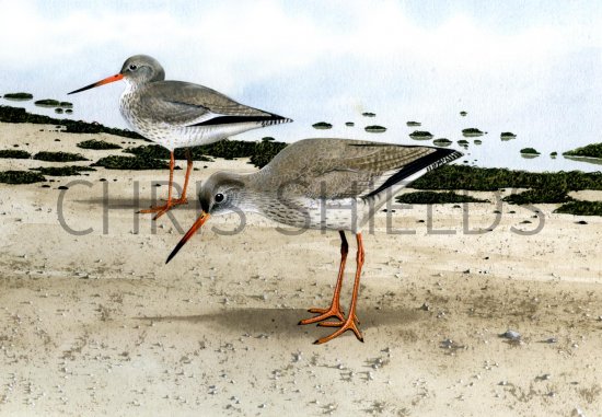 Illustration of Redshank (Tringa totanus) (#1820)