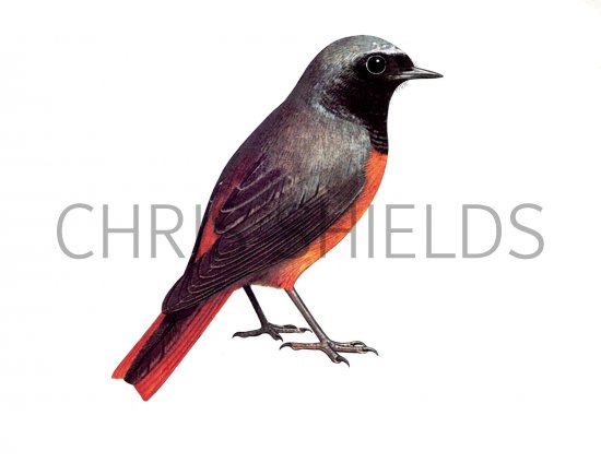 Illustration of Redstart (Phoenicurus phoenicurus) (#3644)
