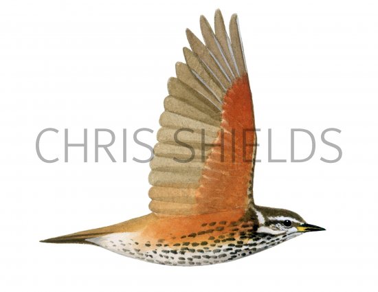 Illustration of Redwing in flight (Turdus iliacus (#1215)