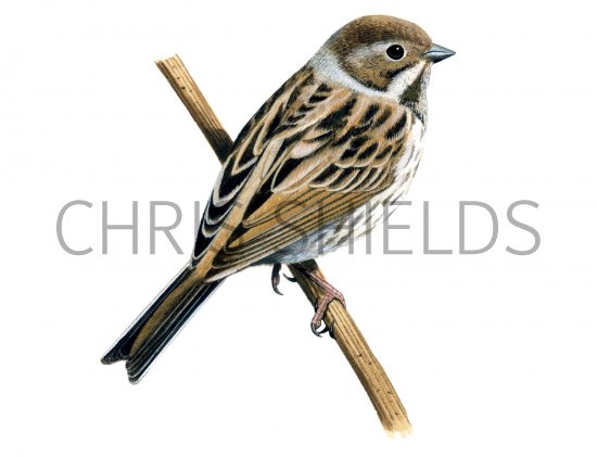 Illustration of Reed Bunting female (Emberiza schoeniclus) (#1216)