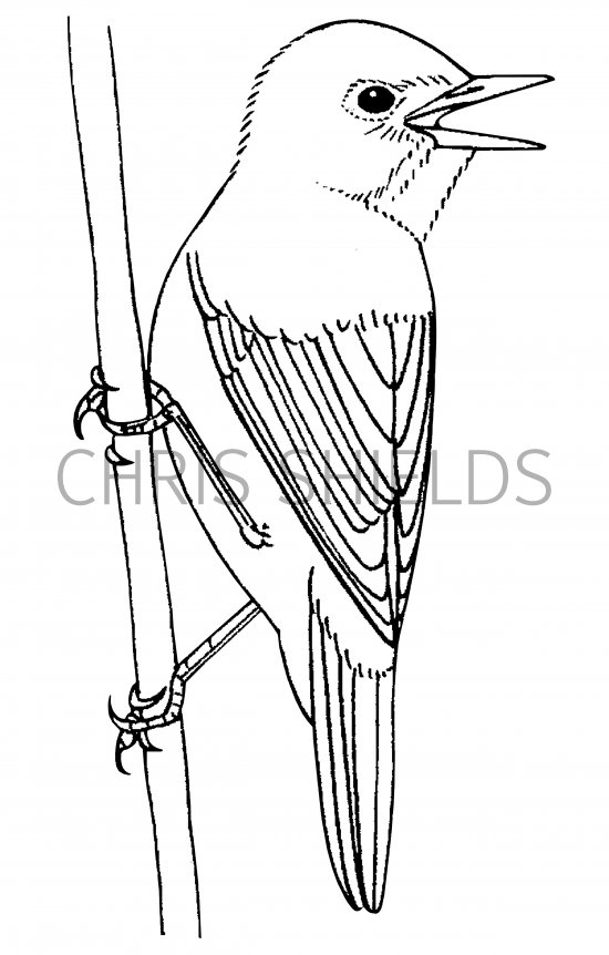 Illustration of Reed Warbler (Acrocephalus scirpaceus) (#1207)