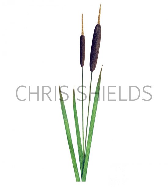 Illustration of Reedmace (Tyoha latifolia) (#2137)