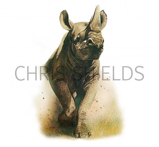 Illustration of Black Rhino (Diceros bicornis) (#1405)