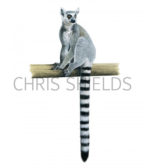 Illustration of Ring-tailed Lemur (Lemur catta) (#3366)