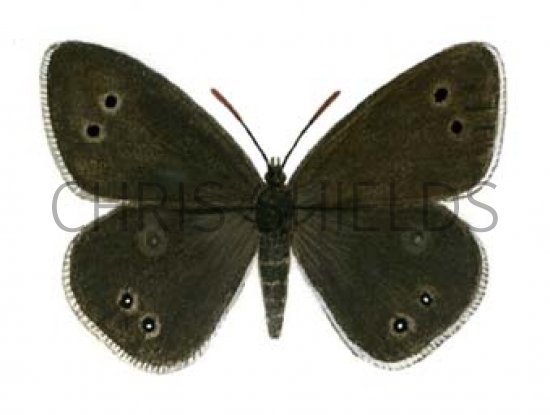 Illustration of Ringlet (Aphantopus hyperantus) (#0325)