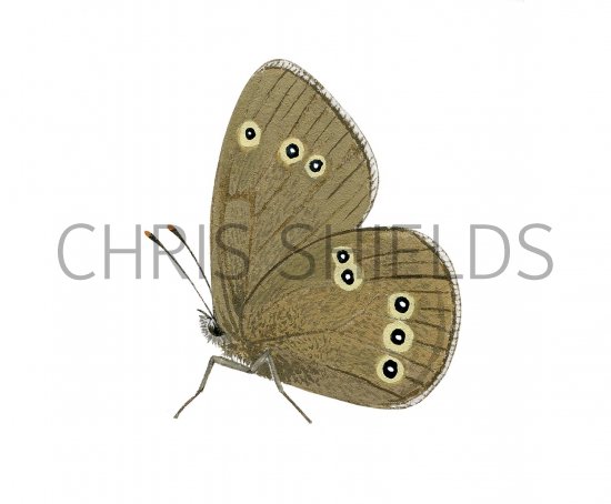 Illustration of Ringlet (Aphantopus hyperantus) (#2971)
