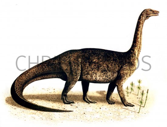 Illustration of Riojasaurus (#0040)