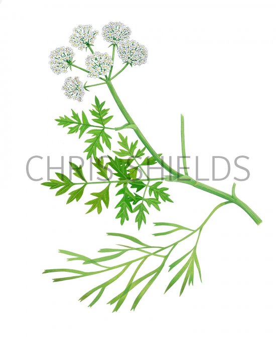 Illustration of River Water Dropwort (Oenanthe fluviatilis) (#2813)