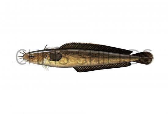 Illustration of Rockling (Five-bearded) Ciliata mustela (#1082)