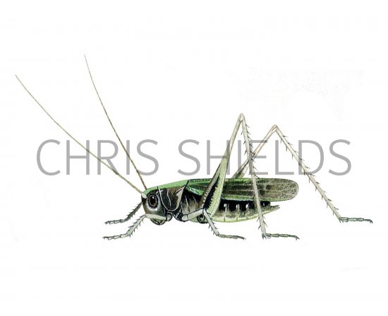 Illustration of Roesel's Bush Cricket (Metrioptera roeselii) (#2570)