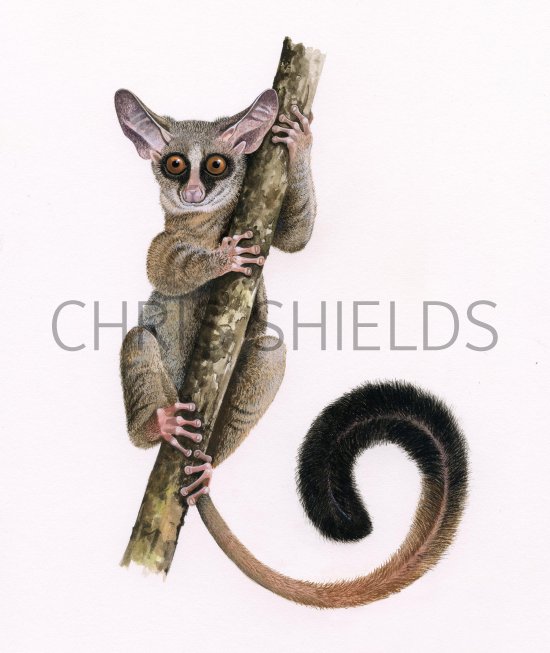 Illustration of Rondo dwarf galago (Galagoides rondoensis) (#3737)