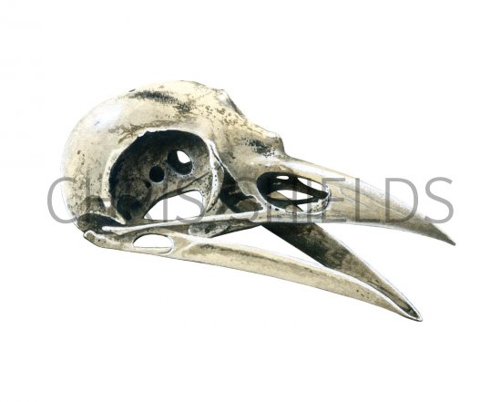Illustration of Rook skull (Corvus frugilegus) (#1764)