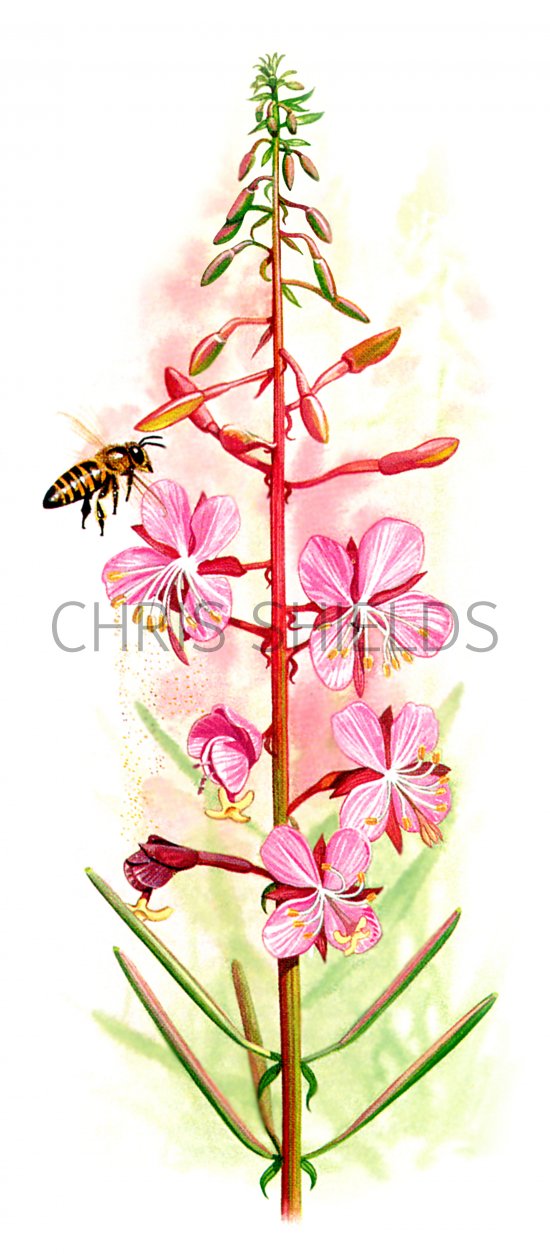 Illustration of Rosebay Willow Herb (Epilobium hirsutum) (#1081)
