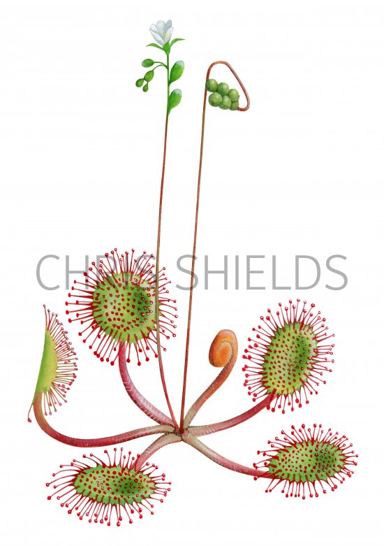 Illustration of Round-leaved Sundew (Drosera rotundifolia) (#2086)