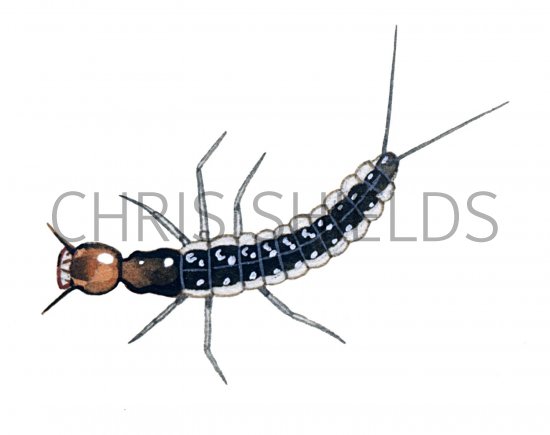 Illustration of Rove Beetle Larvae (Staphylinidae) (#1446)