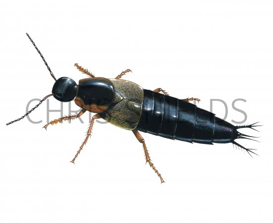 Illustration of Rove Beetle (Philonthus marginatus) (#2680)