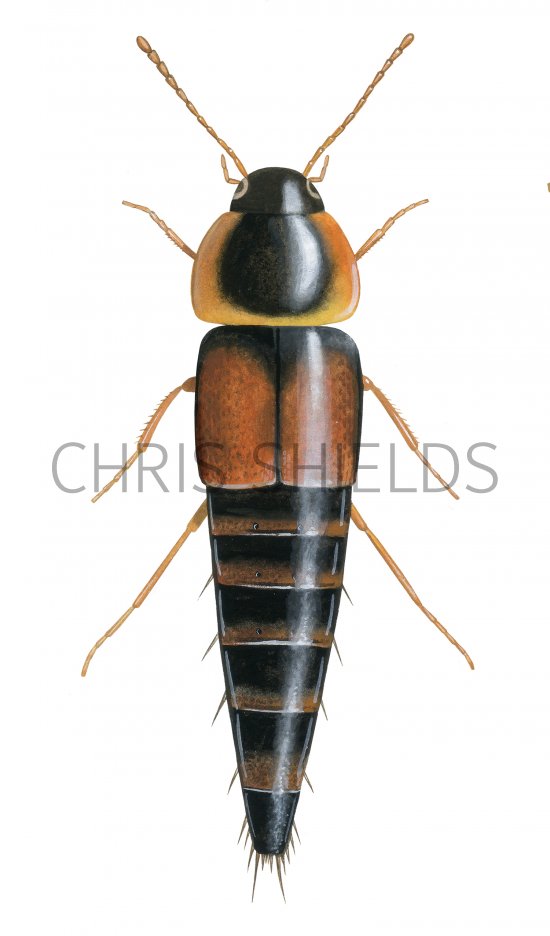 Illustration of Rove Beetle (Tachyporus hypnorum) (#1447)