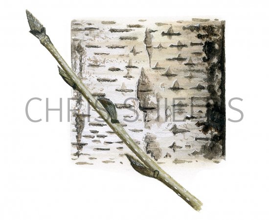 Illustration of Rowan bark & twig (Sorbus aucuparia) (#2401)