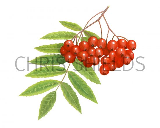 Illustration of Rowan Berries (Sorbus aucuparia) (#3442)