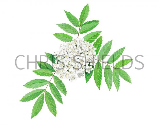 Illustration of Rowan Blossom (Sorbus aucuparia) (#3443)
