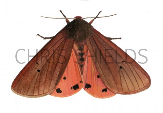Illustration of Ruby Tiger (Phragmatobia fuliginosa) (#4078)