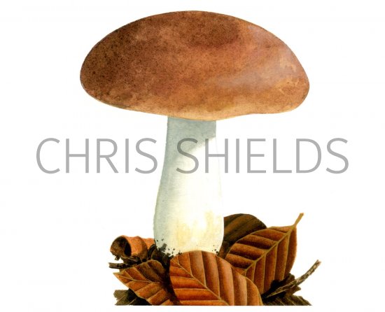 Illustration of Russula fraginea (#1870)