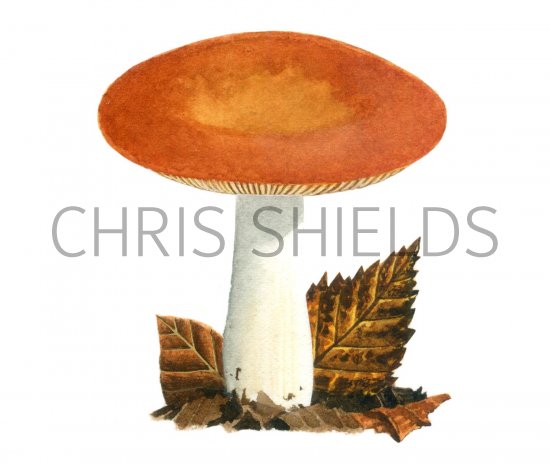 Illustration of Russula aurea (#1886)