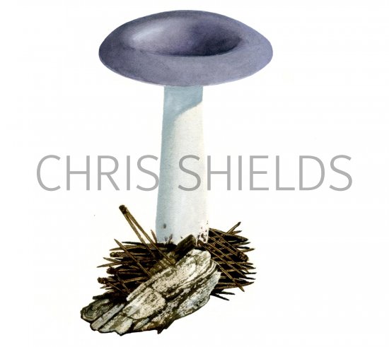 Illustration of Russula azurea (#1713)