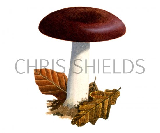 Illustration of Russula graveolens (#1874)