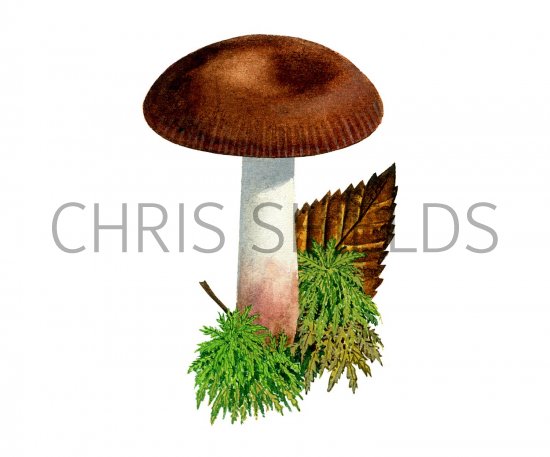 Illustration of Russula nitida (#1842)