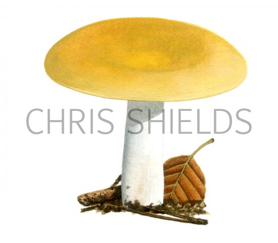 Illustration of Russula ochroleuca  (Ochre Brittlegill) (#1880)