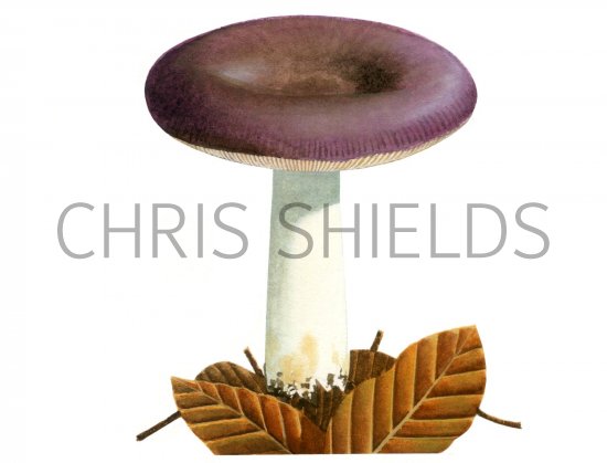 Illustration of Russula romellii (#1903)