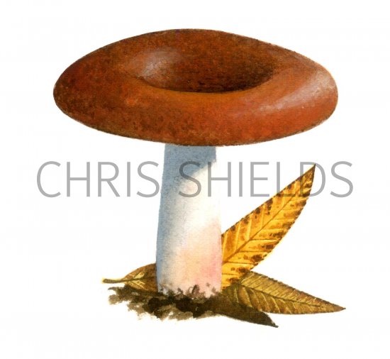 Illustration of Russula subrubens (#1881)