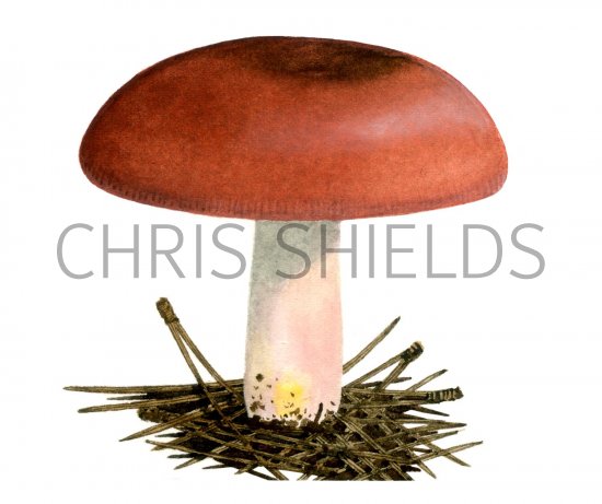 Illustration of Russula xerampelina (#1883)