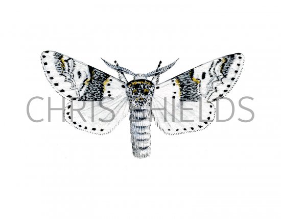 Illustration of Sallow Kitten (Furcula furcula) (#2476)
