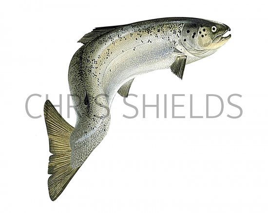 Illustration of Salmon (Salmo salar) (#2715)