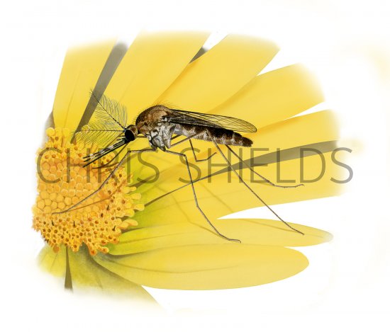 Illustration of Saltmarsh Mosquito male (Aedes detritus) (#4302)