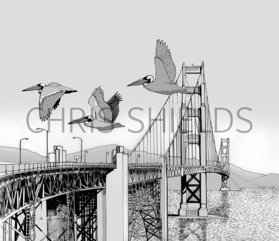 Illustration of Pelican (Brown) Pelecanus occidentalis (#0462)
