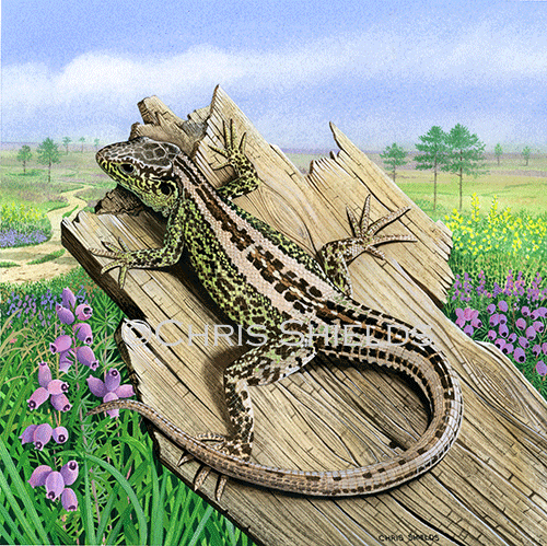Illustration of Sand Lizard (Lacerta agilis) (#3361)