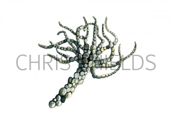 Illustration of Sand Mason Worm (Lanice conchilega) (#0741)