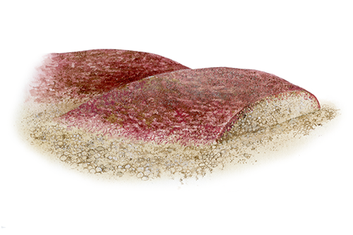 Illustration of Sandbinder Seaweed (Rhodothamniella floridula) (#4277)