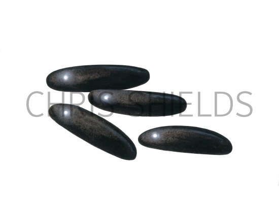 Illustration of Sandfly Eggs (Lutzomyia longipalpis) (#4207)