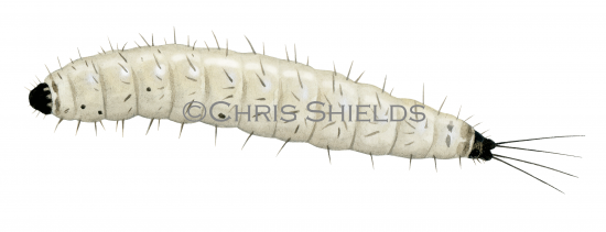 Illustration of Sandfly Larvae (Phlebotomus perniciosus) (#4212)