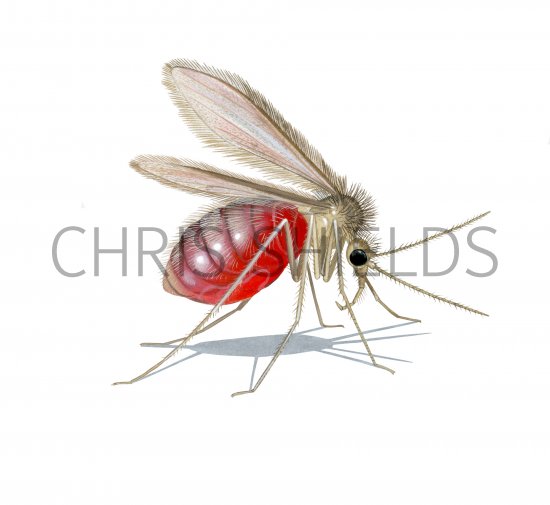 Illustration of Sandfly (Lutzomyia longipalpis) fed live femal (#4205)