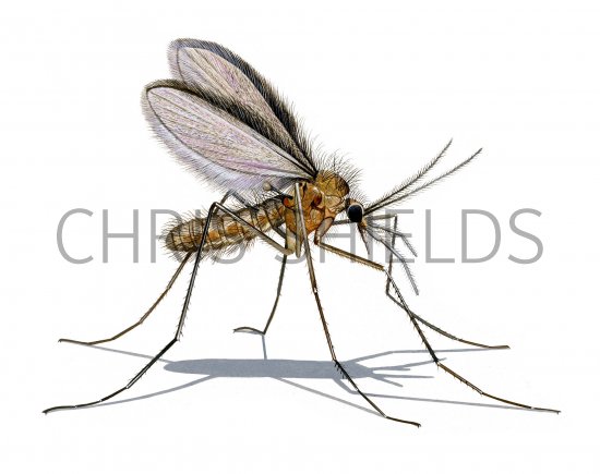 Illustration of Sandfly (Phlebotomus perniciousus) (#3794)