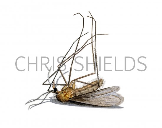 Illustration of Sandfly (Phlebotomus perniciousus) (#3796)